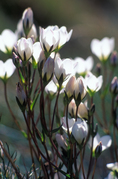 LS110 Native Mountain Gentian, Victoria